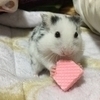 あまさんのプロフィール画像