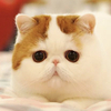 猫村さんのプロフィール画像