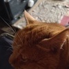 とらこ