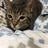 ryoこまちさんのプロフィール画像