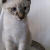 Chi さんのプロフィール画像