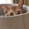 にのこさんのプロフィール画像