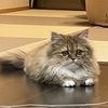 kdhさんのプロフィール画像