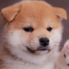 ドイッチさんのプロフィール画像