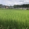 ライスさんのプロフィール画像