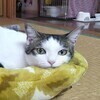 たなかさんのプロフィール画像