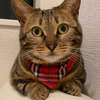 クロハチさんのプロフィール画像
