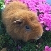 ともちゃんさんのプロフィール画像