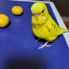 かば 物々交換okさんのプロフィール画像