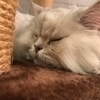 じょいさんのプロフィール画像