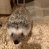 ウマちゃんさんのプロフィール画像