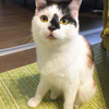 みかんさんのプロフィール画像