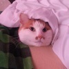 きのしたさんのプロフィール画像