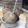 ここあさんのプロフィール画像