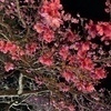 Purple さんのプロフィール画像
