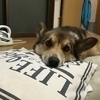 コーギーコーギーさんのプロフィール画像