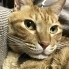 とらにゃんさんのプロフィール画像