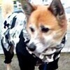 ももねぇさんのプロフィール画像