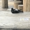 Ochaさんのプロフィール画像