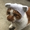 たーぼうさんのプロフィール画像