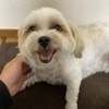 つりぼーさんのプロフィール画像
