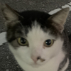 トニーさんのプロフィール画像