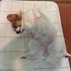 あっナポリタン