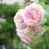 しまさんのプロフィール画像