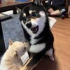 夜はちさんのプロフィール画像