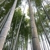 しぃさんのプロフィール画像