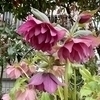 ビビママさんのプロフィール画像