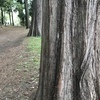 四葉さんのプロフィール画像