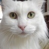黒猫のジジさんのプロフィール画像