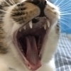 りんさんのプロフィール画像