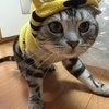 いちさんのプロフィール画像