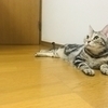 ニコさんのプロフィール画像