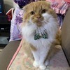 yoshi (^^)さんのプロフィール画像