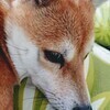 のぎこさんのプロフィール画像