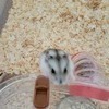 しんあすたさんのプロフィール画像