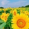 TOMOさんのプロフィール画像