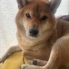 小島 武亮さんのプロフィール画像