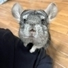 あゆみさんのプロフィール画像