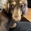 ショコラさんのプロフィール画像