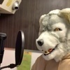 wolf626さんのプロフィール画像