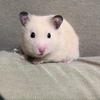 mi8koさんのプロフィール画像