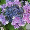 紫陽花さんのプロフィール画像