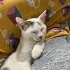 アヴリルヨシさんのプロフィール画像