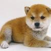 コーイチさんのプロフィール画像