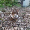 へのへのもへじ