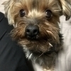 mop